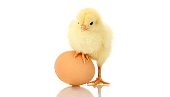 Chicken and Egg Debate