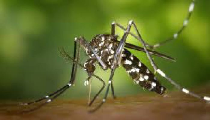 Dengue