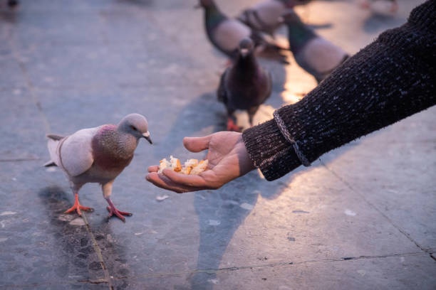 Feeding pigeons