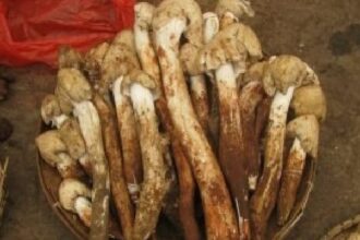 Gold Nanoparticle in Mushroom