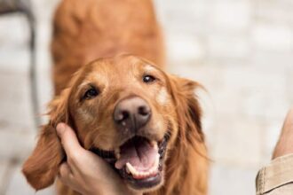 Dog Ban