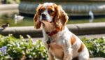 Judge's dog stolen