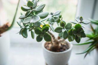 Jade Plant