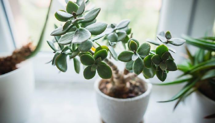 Jade Plant