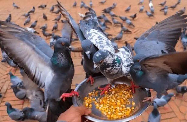 Feeding Pigeons