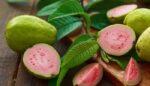 Guava Side Effects