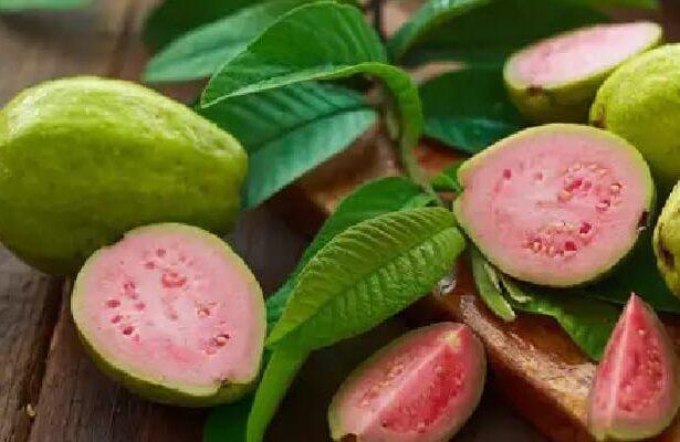 Guava Side Effects