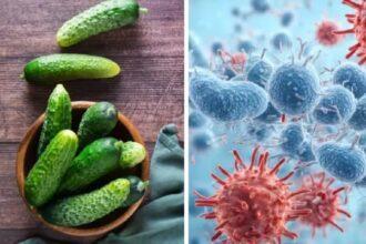 Salmonella Poisoning