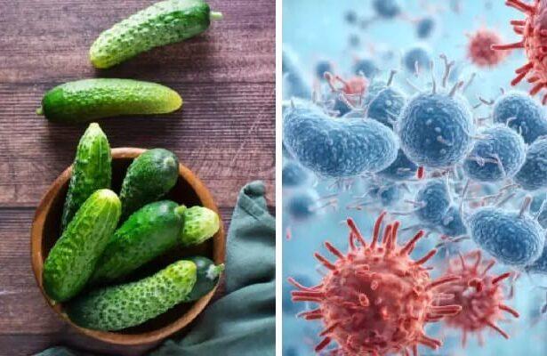 Salmonella Poisoning