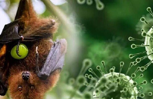 Bat Coronavirus