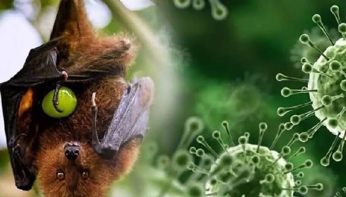Bat Coronavirus