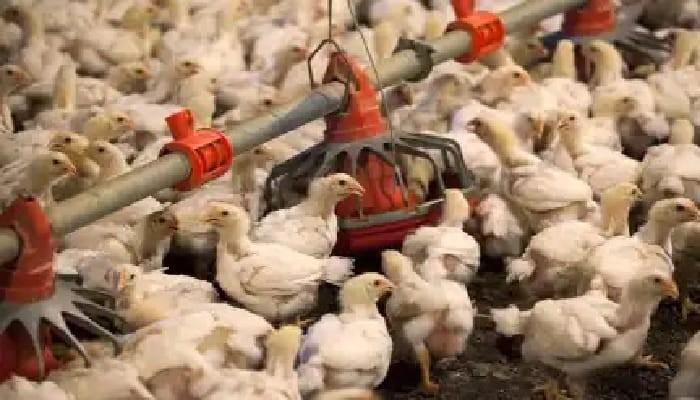 Bird Flu